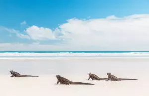 The Ultimate Guide to Visiting the Galapagos Responsibly 