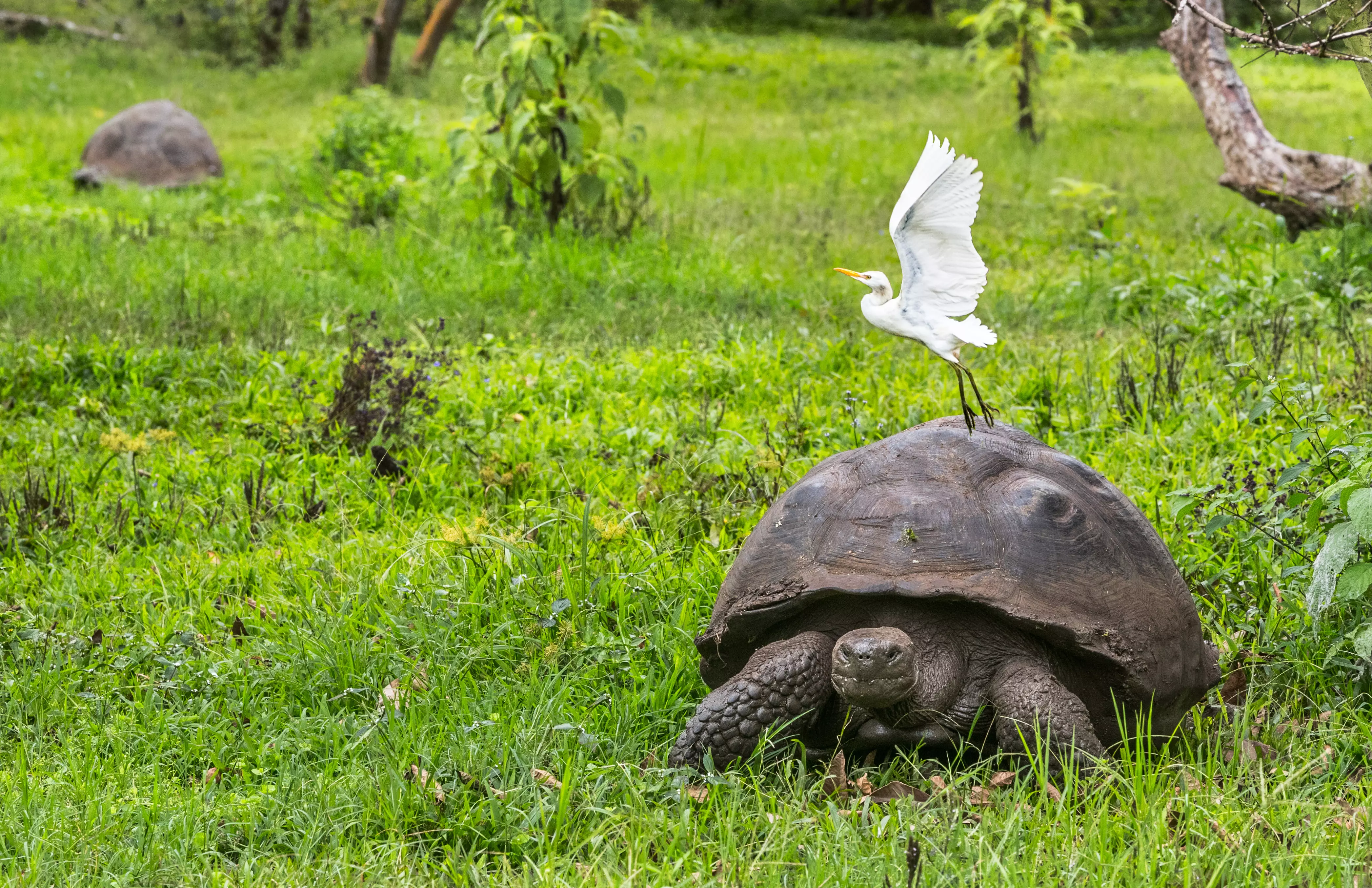 Egret bird on giant tortoise in the Galapagos