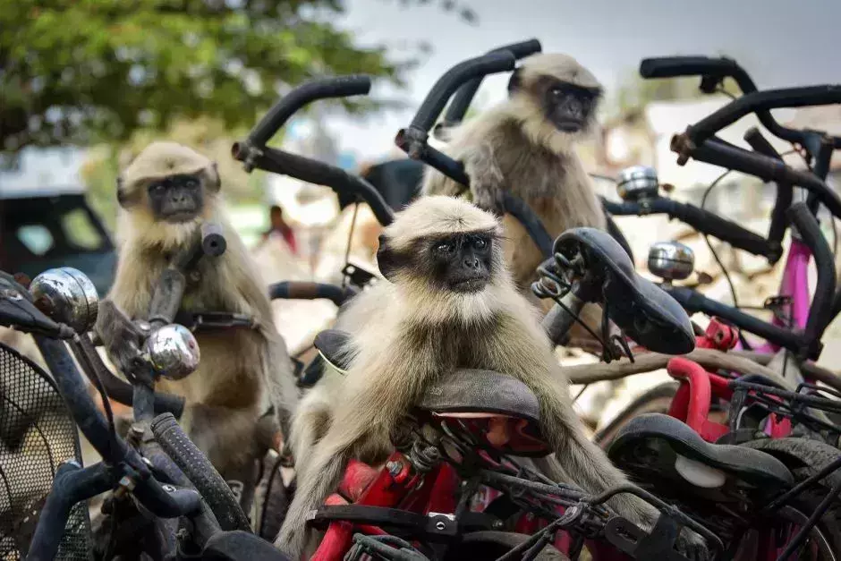 Comedy Wildlife Photography Awards