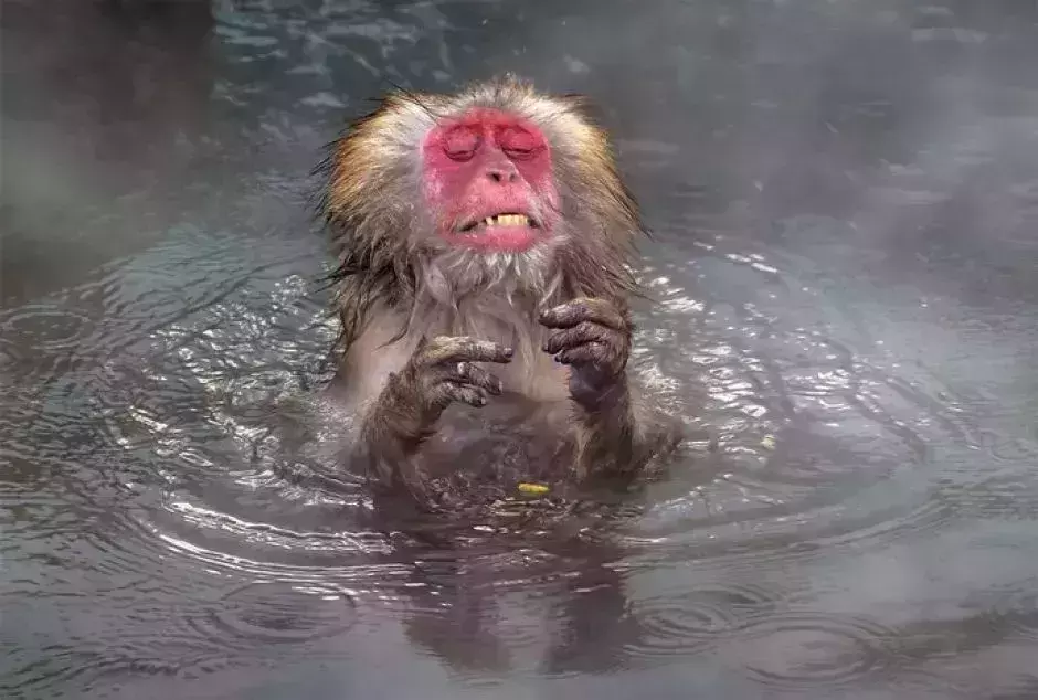 Comedy Wildlife Photography Awards