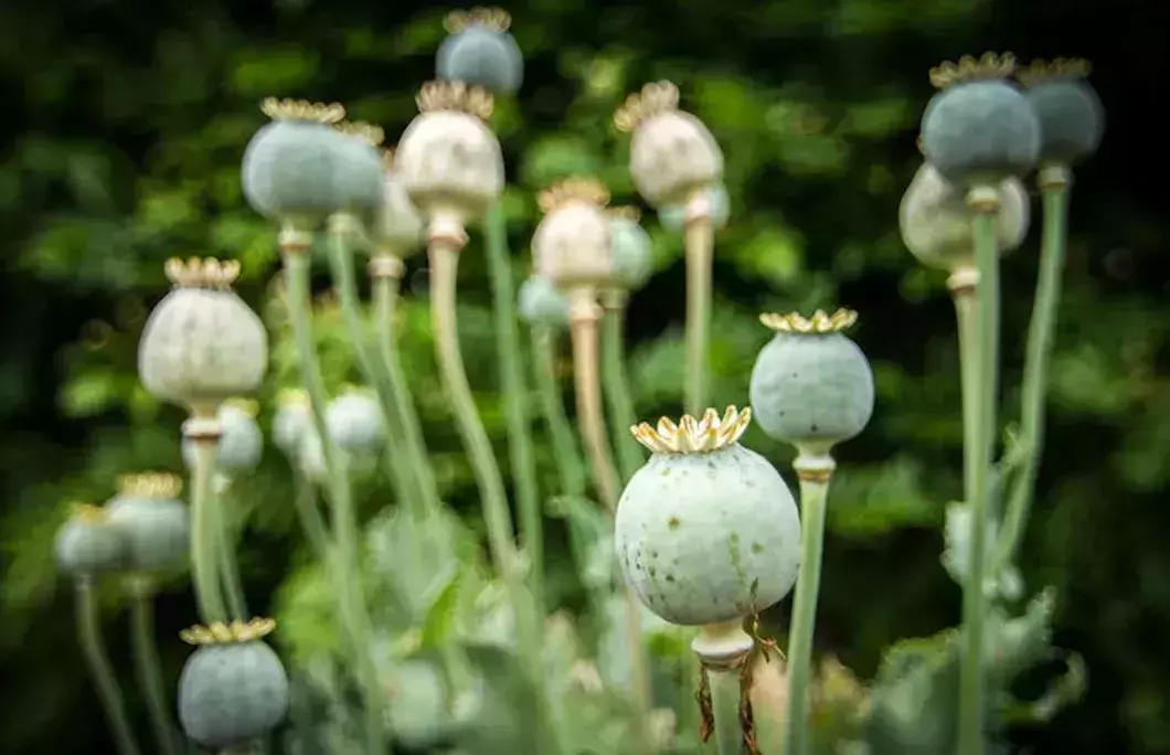 Afghanistan is the world’s largest producer of opium