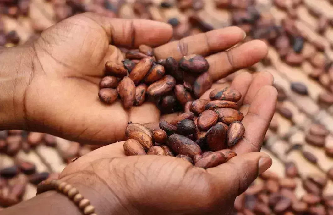 C&amp;amp;amp;amp;amp;amp;amp;amp;ocirc;te d&amp;amp;amp;amp;amp;amp;amp;amp;rsquo;Ivoire is the world&amp;amp;amp;amp;amp;amp;amp;amp;rsquo;s biggest cocoa beans producer