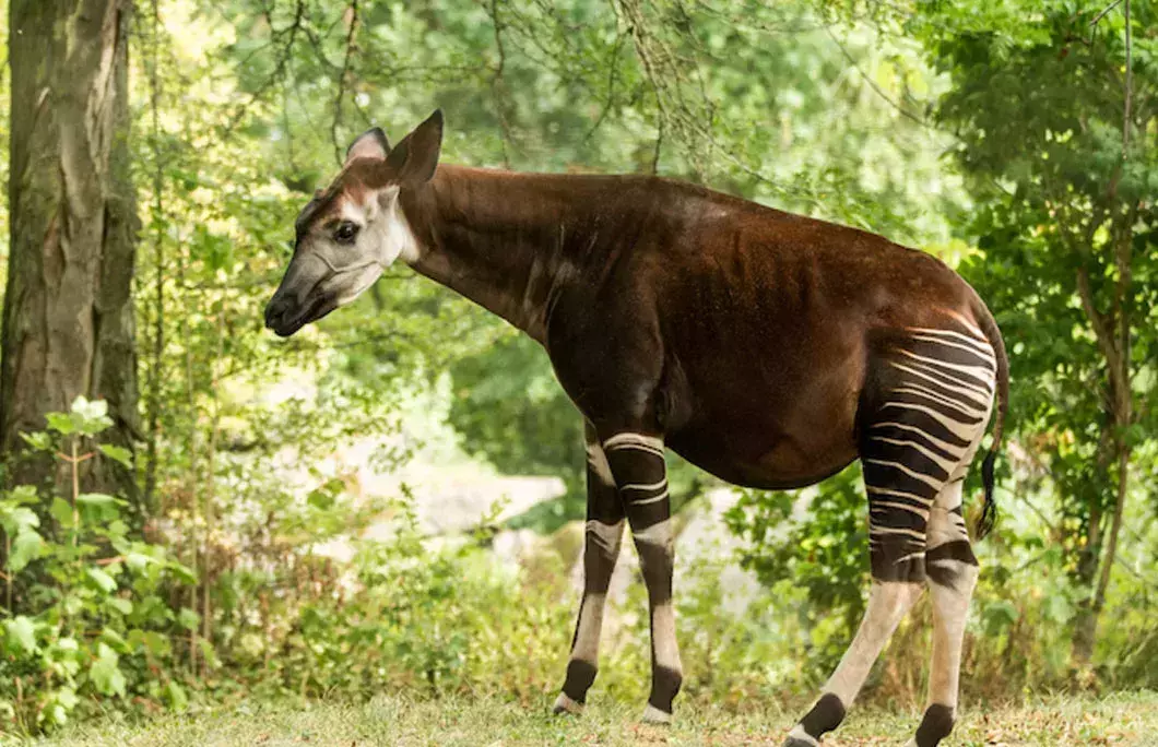 It’s home to the world’s second-largest rainforest