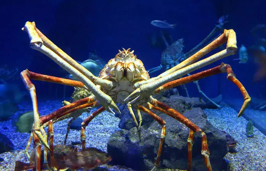 Micronesia is home to the world&amp;amp;amp;amp;amp;amp;amp;amp;rsquo;s largest crabs