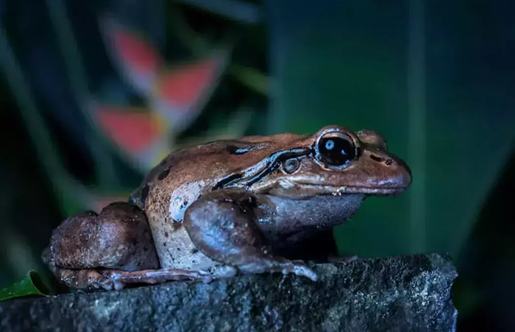 Dominica is home to a frog known as “mountain chicken“