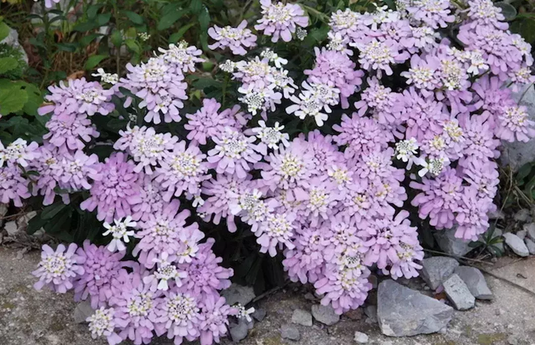 There is only one native flower on the Rock of Gibraltar