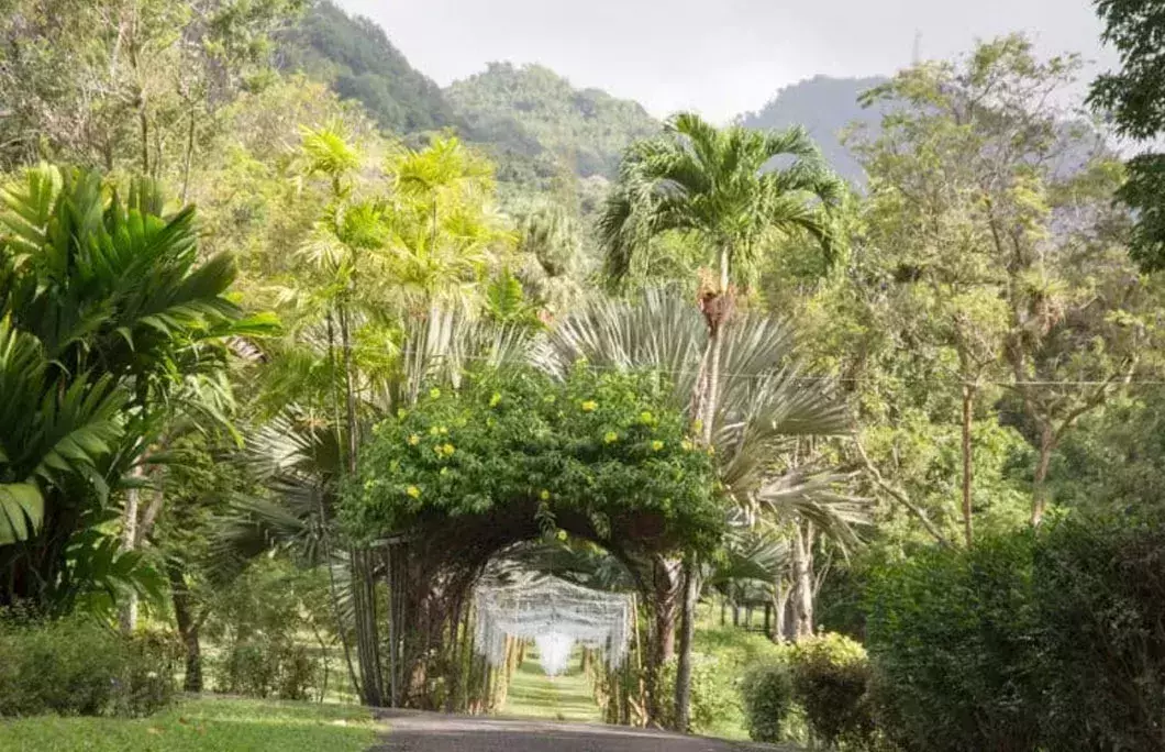 Saint Vincent and the Grenadines is home to the oldest botanical garden in the western hemisphere
