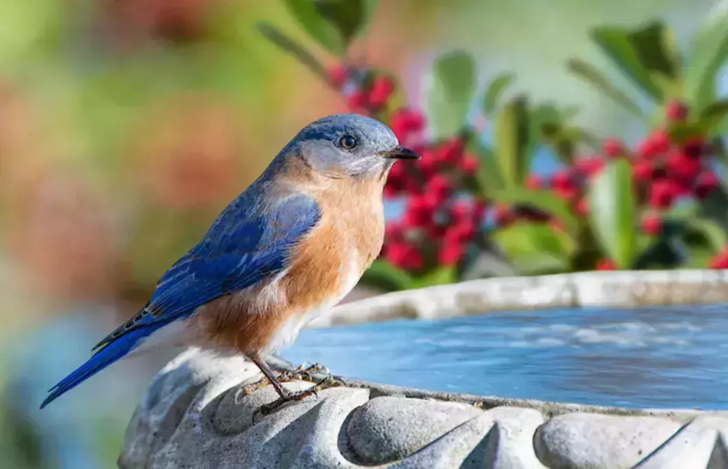 There aren&amp;amp;amp;amp;amp;amp;amp;rsquo;t actually any bluebirds on the white cliffs