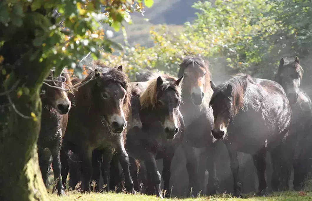 You might bump into a few semi-wild ponies if you&amp;amp;amp;amp;amp;amp;amp;rsquo;re lucky