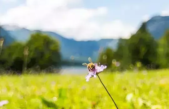 A real honey trap
