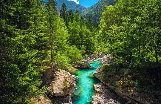 Bear-packed forests