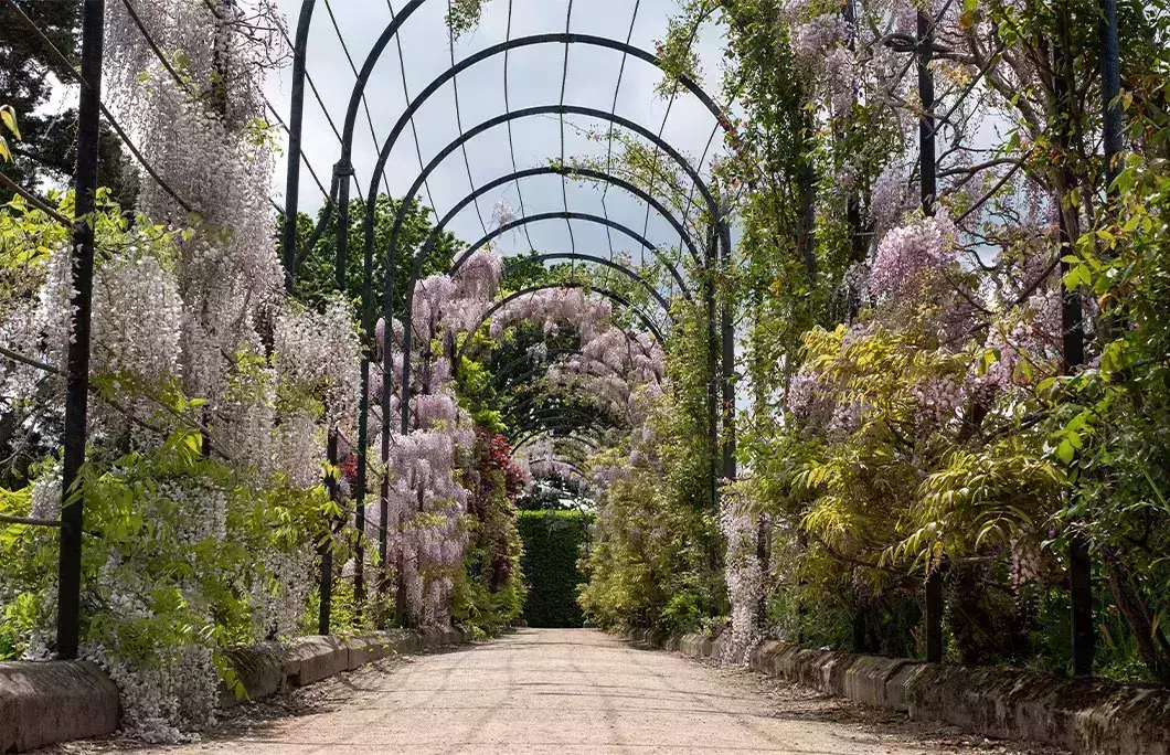 The Trellis Walk