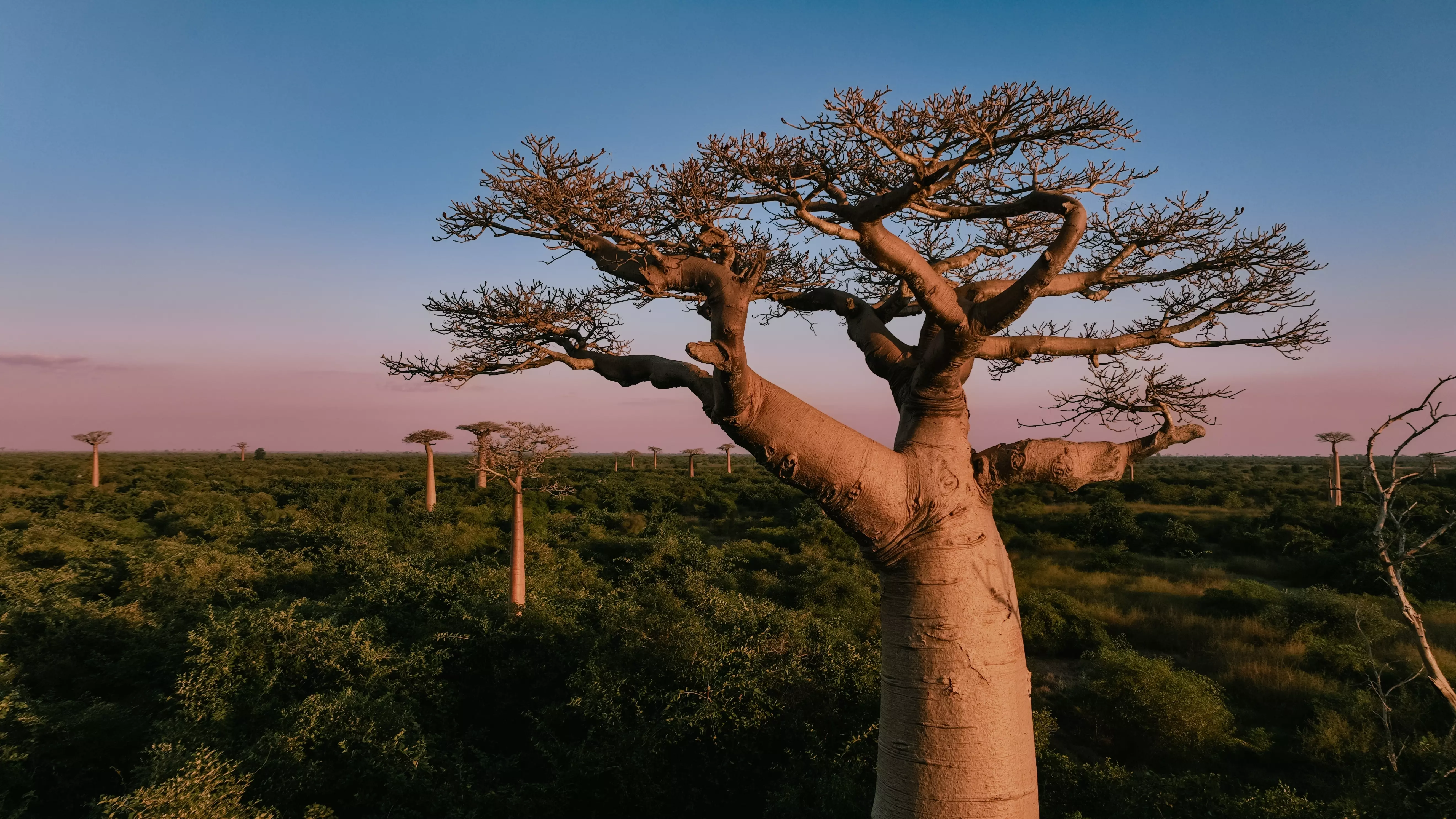 Madagascar is one of the most biodiverse islands on the planet.