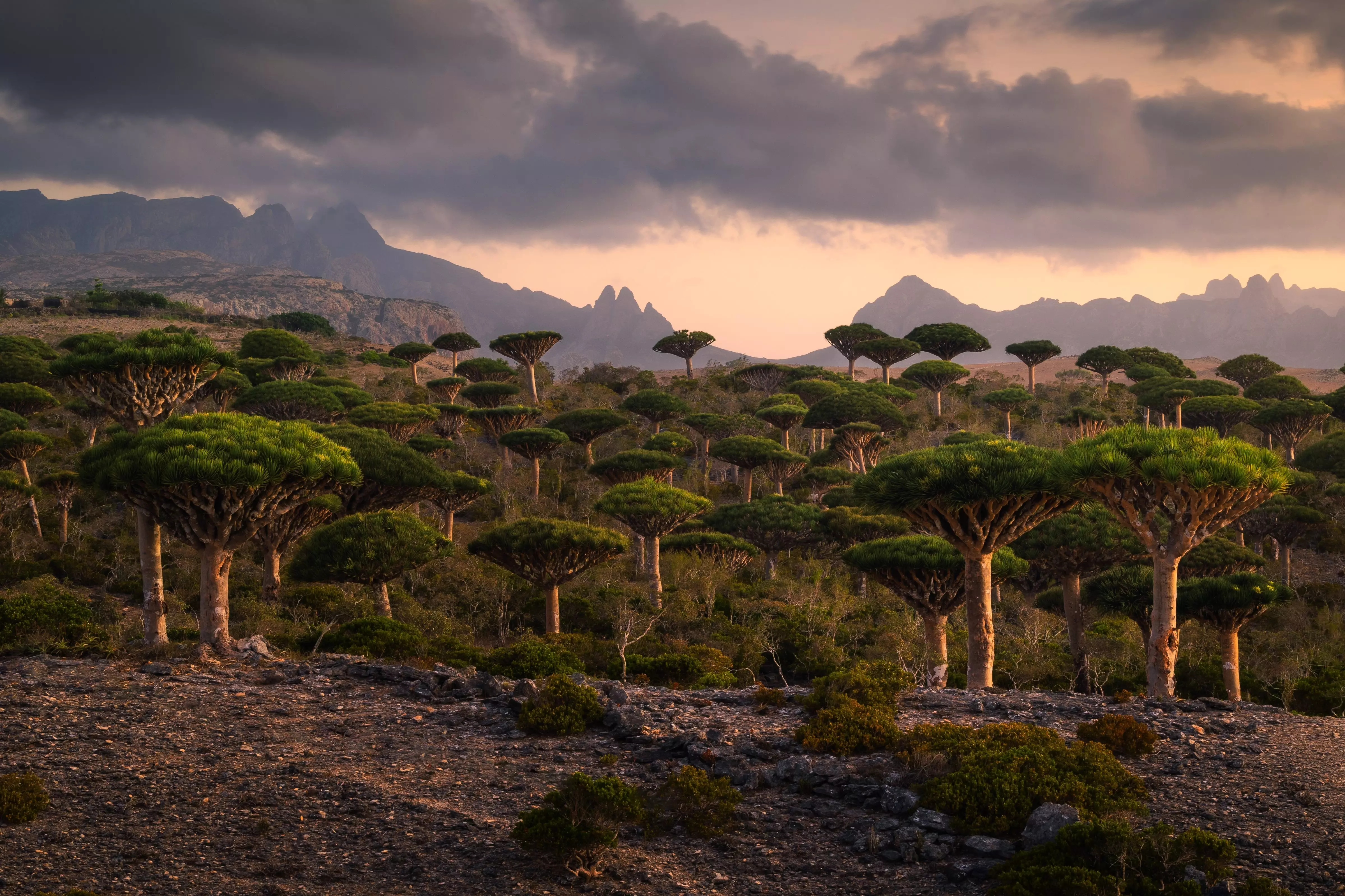 Socotra Island, Yemen - one of the most incredible islands on Earth