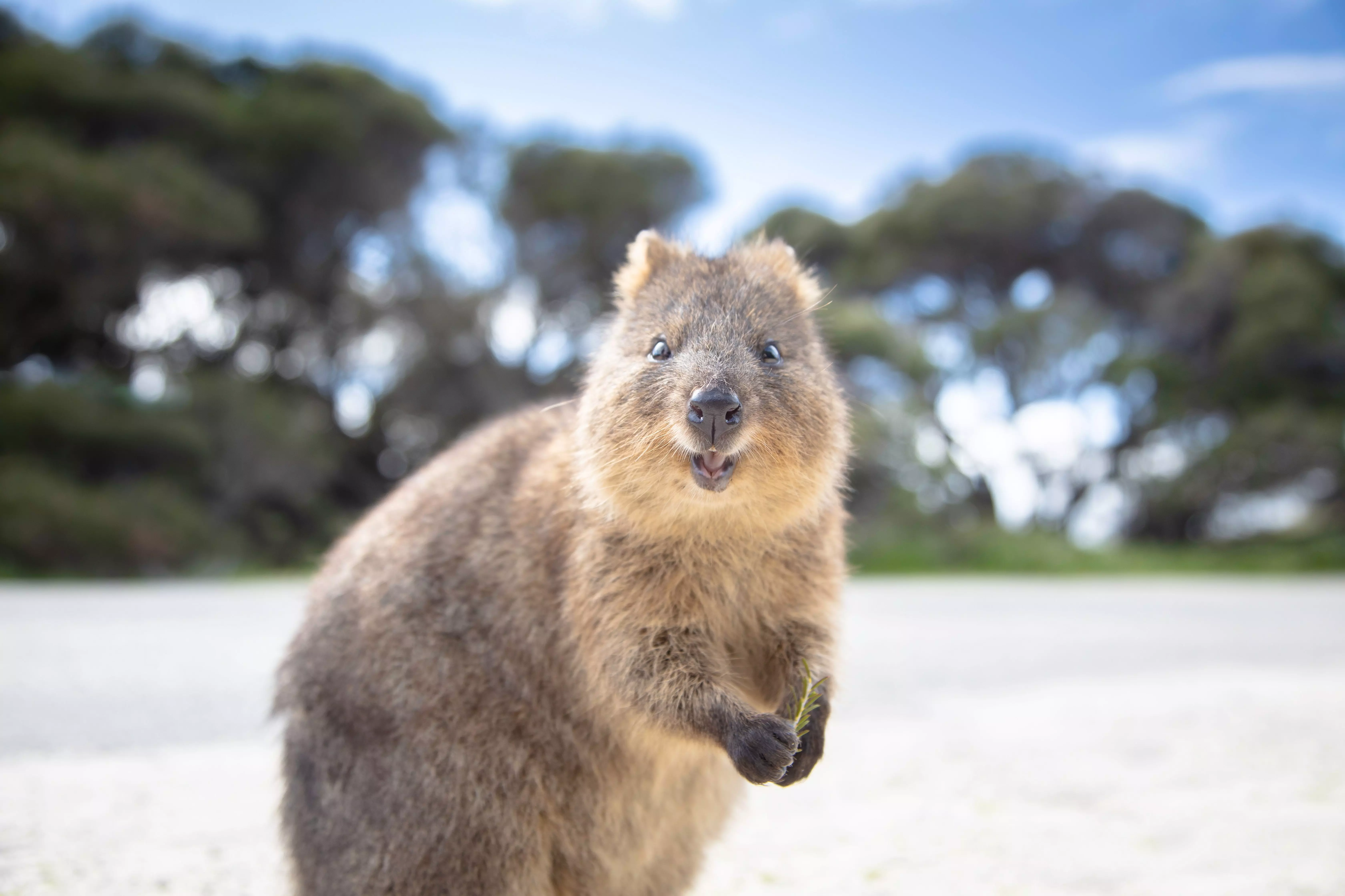 Friendly quokkas call Rottnest Island home, and love visitors.