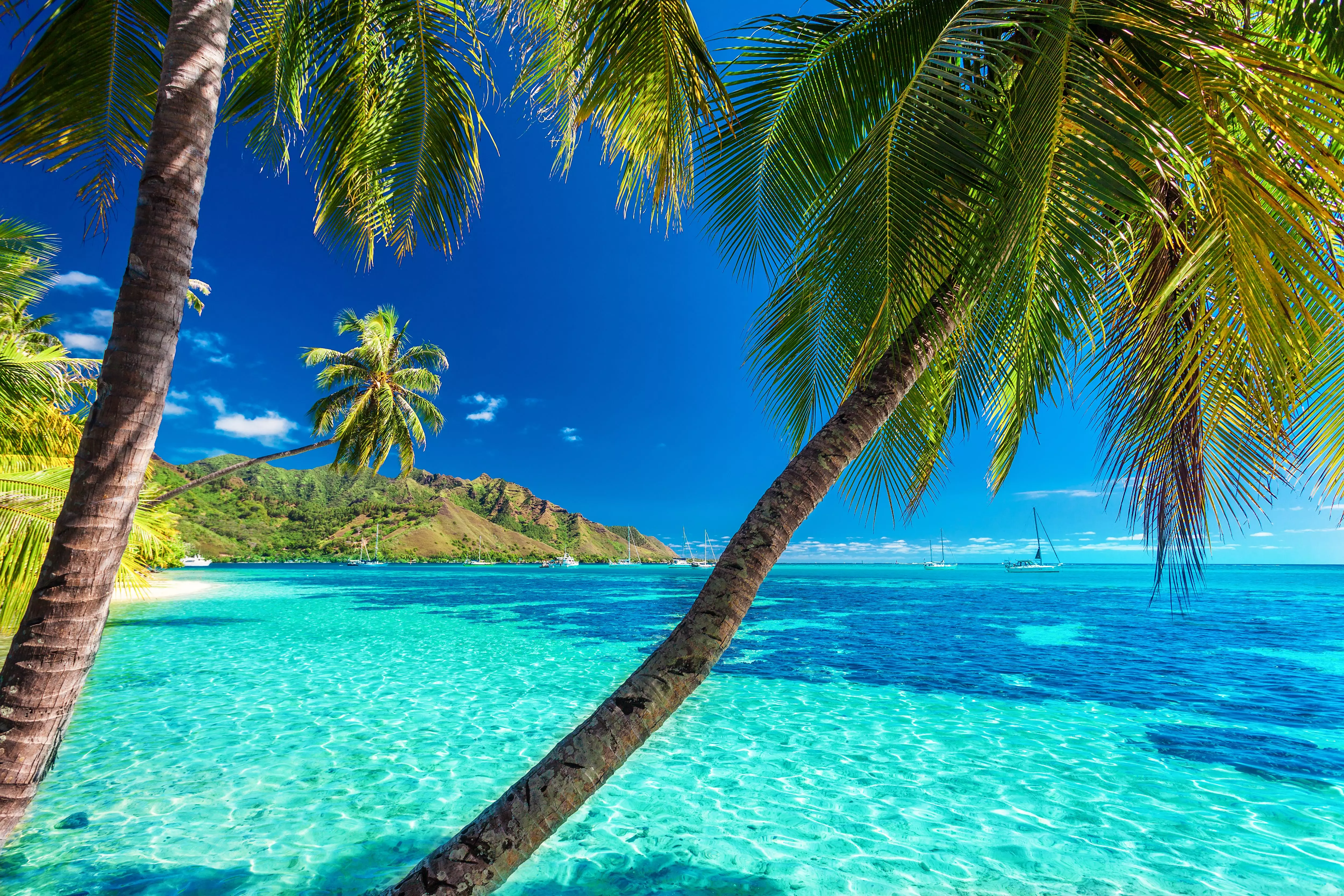 Mo'orea in French Polynesia is one of the most stunning islands on the globe.