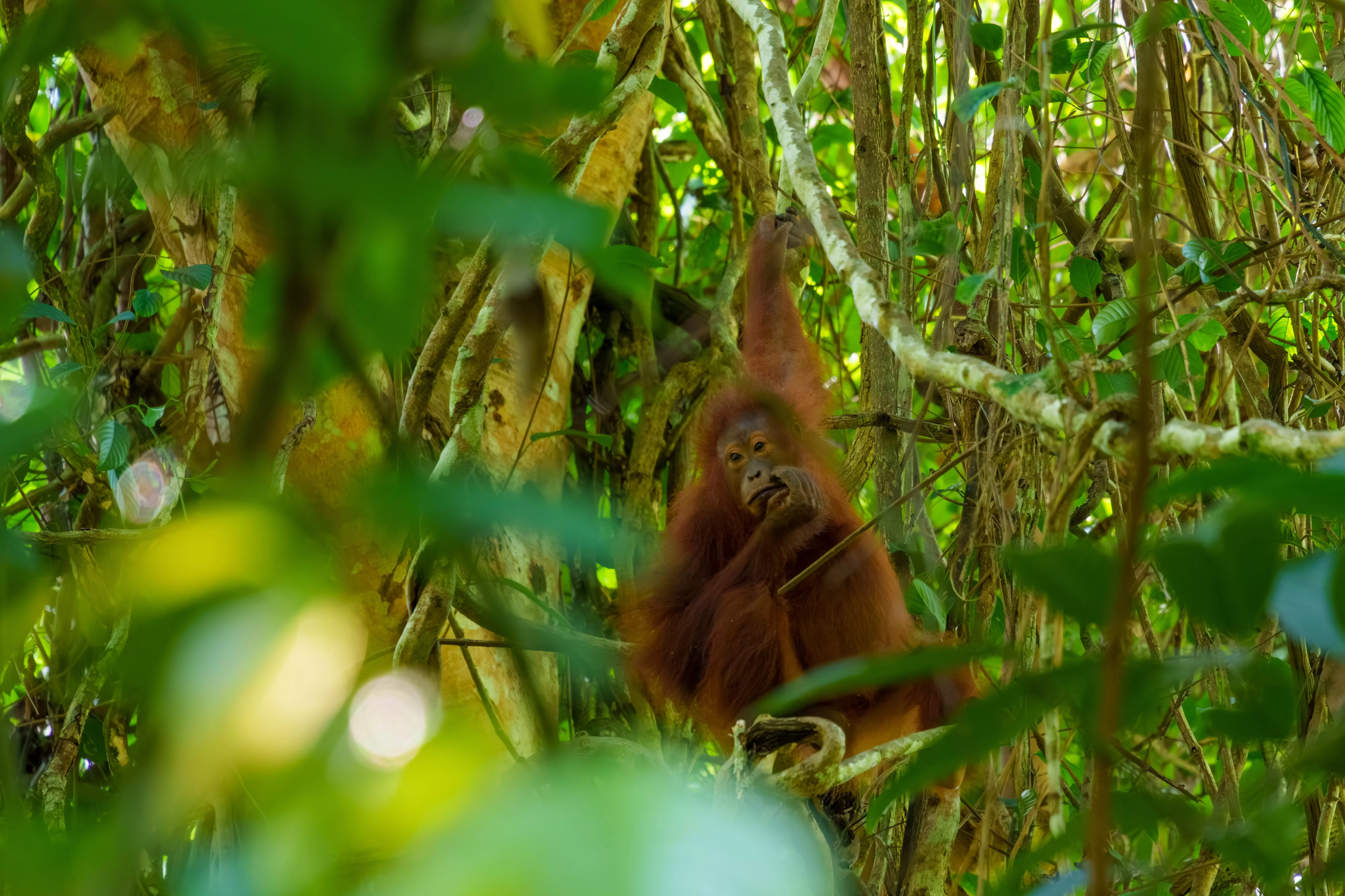 Borneo is one of the most biodiverse islands on the planet, and home to the oldest rainforest.