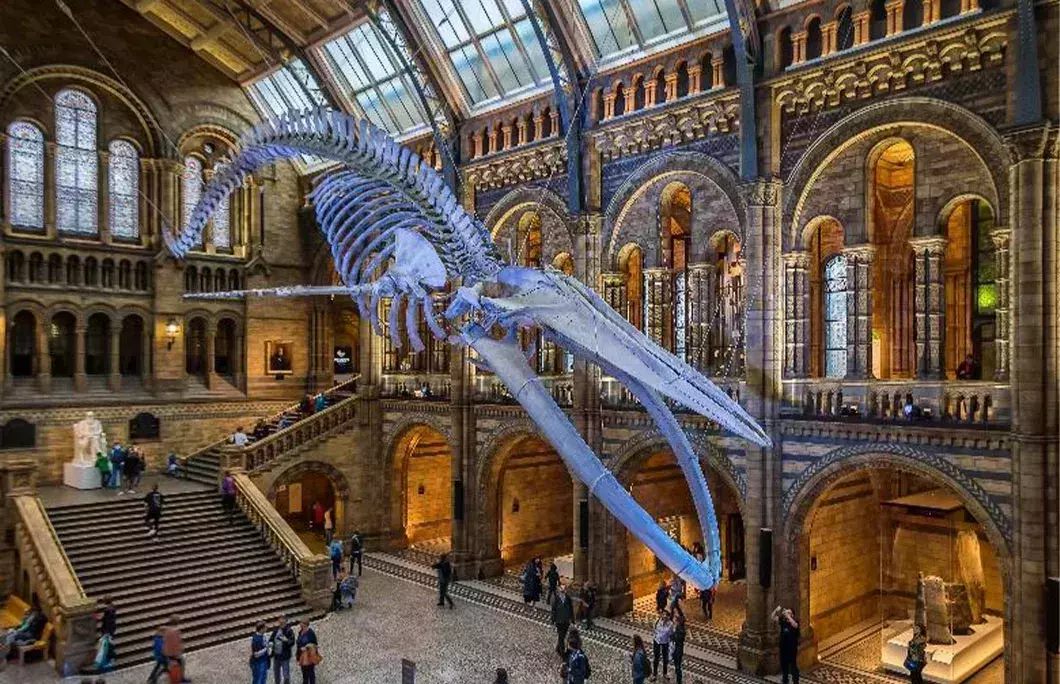 Dino Snores at the Natural History Museum