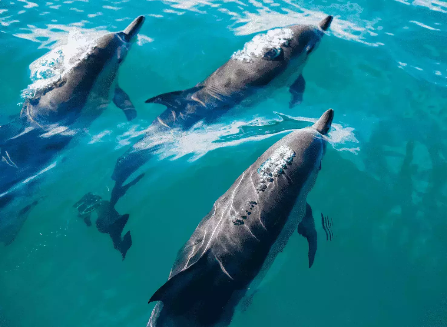 Dolphins in Kaikoura NZ