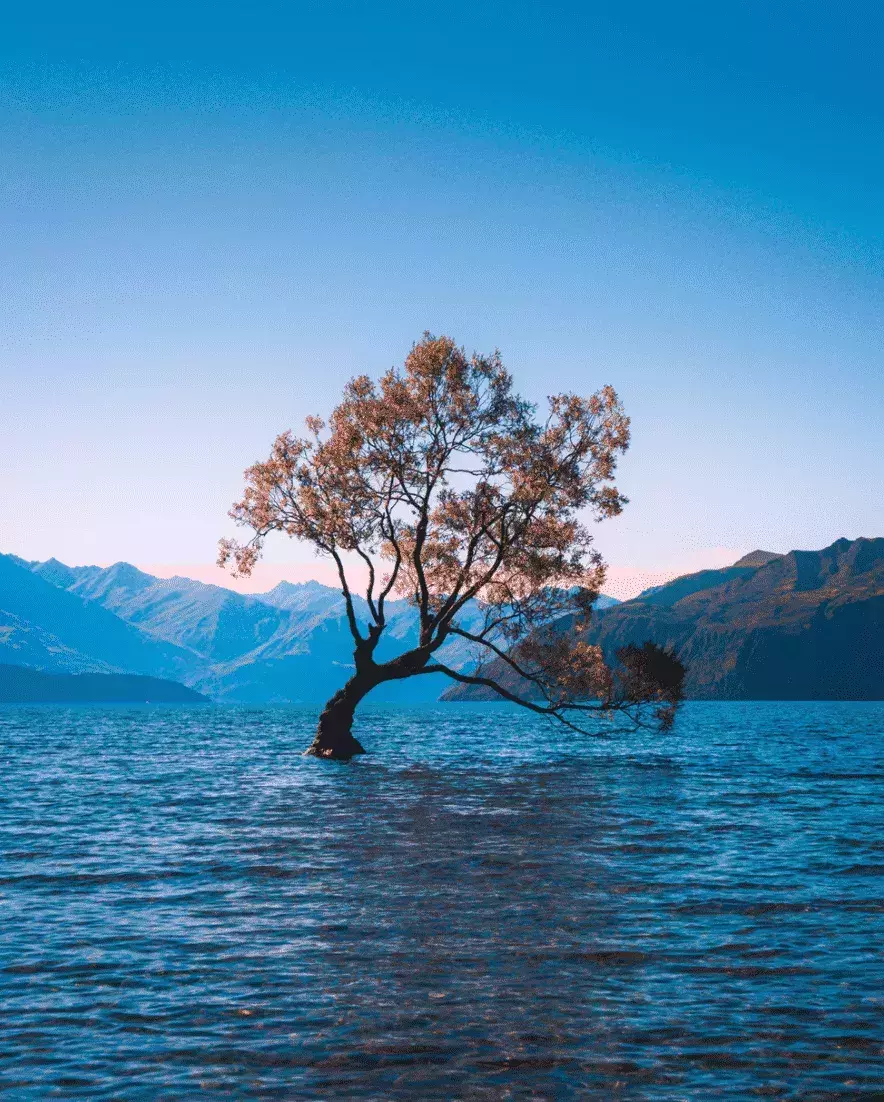 Beautiful Tree in NZ