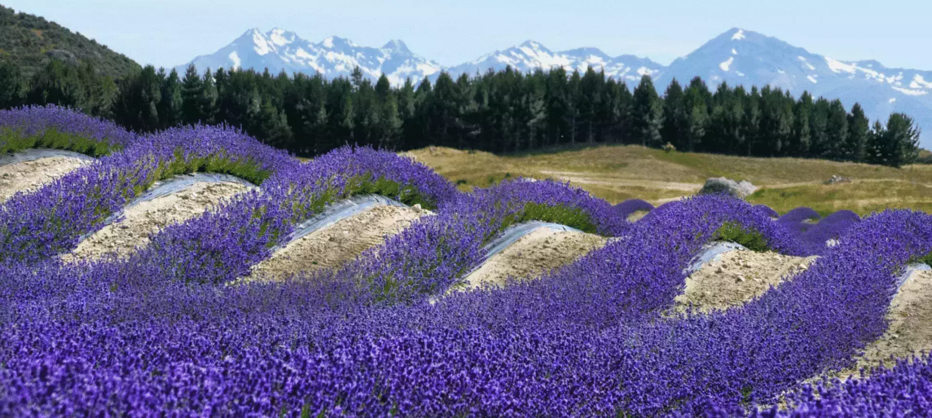 Spring in New Zealand