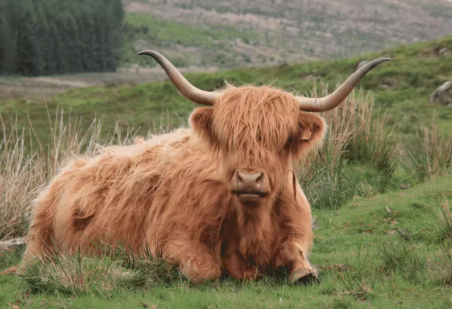 beautiful Yak