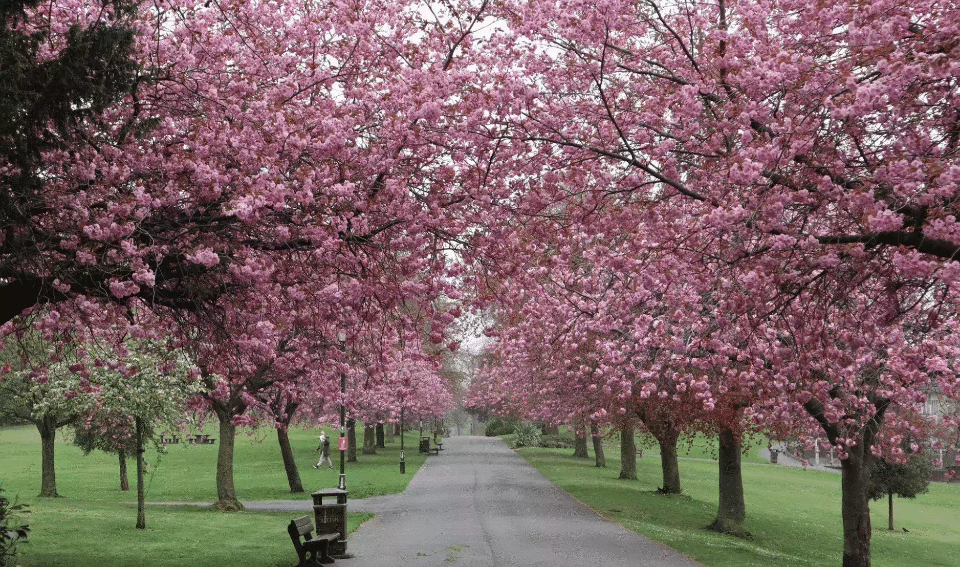 Eastern Redbud In Scotland