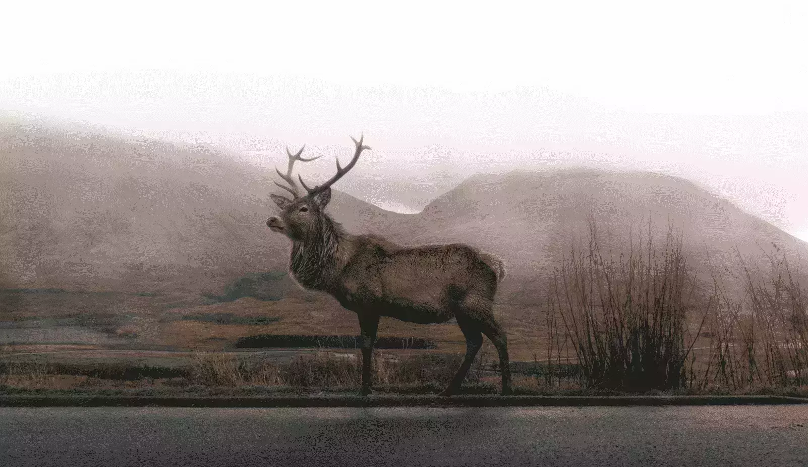 Deer 