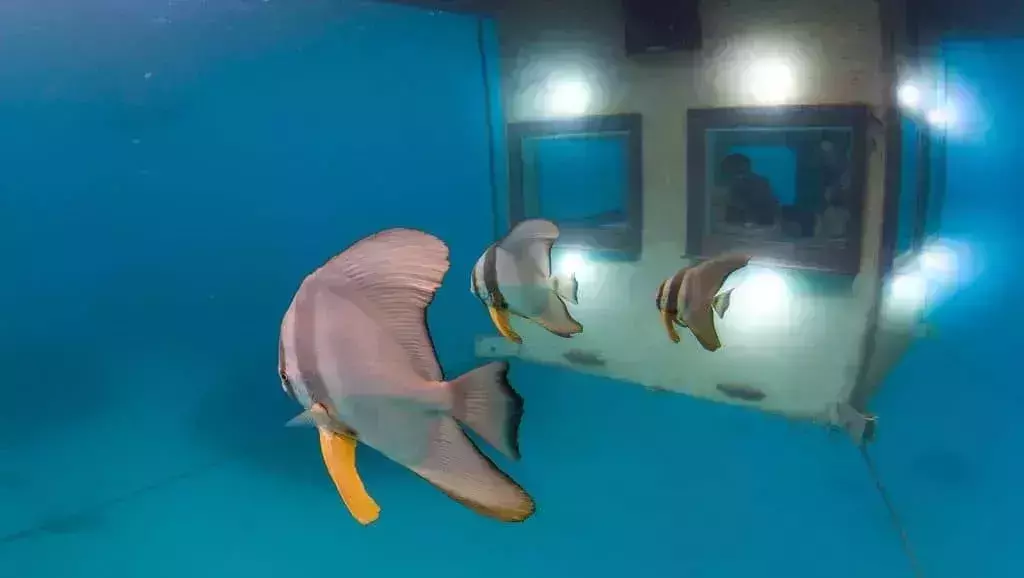 Manta Resort Room Underwater