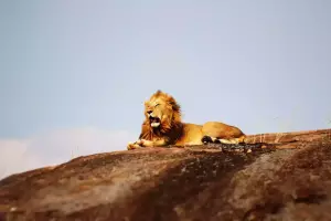 Conquer the Pride Lands with Lion King Safaris