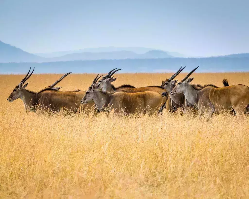 lion king safaris