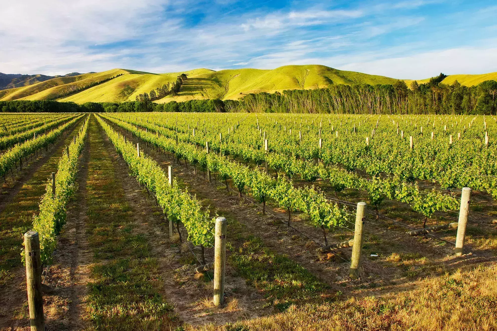 New Zealand Farm for Modern Sabbatical
