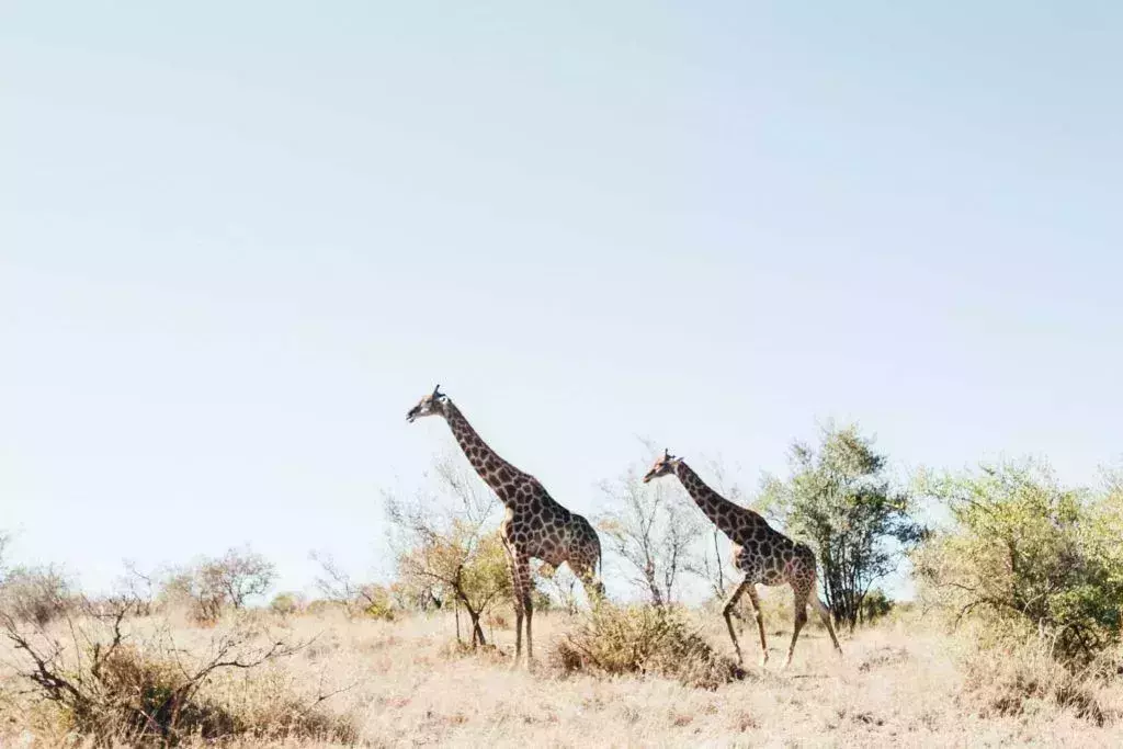 Kruger National Park