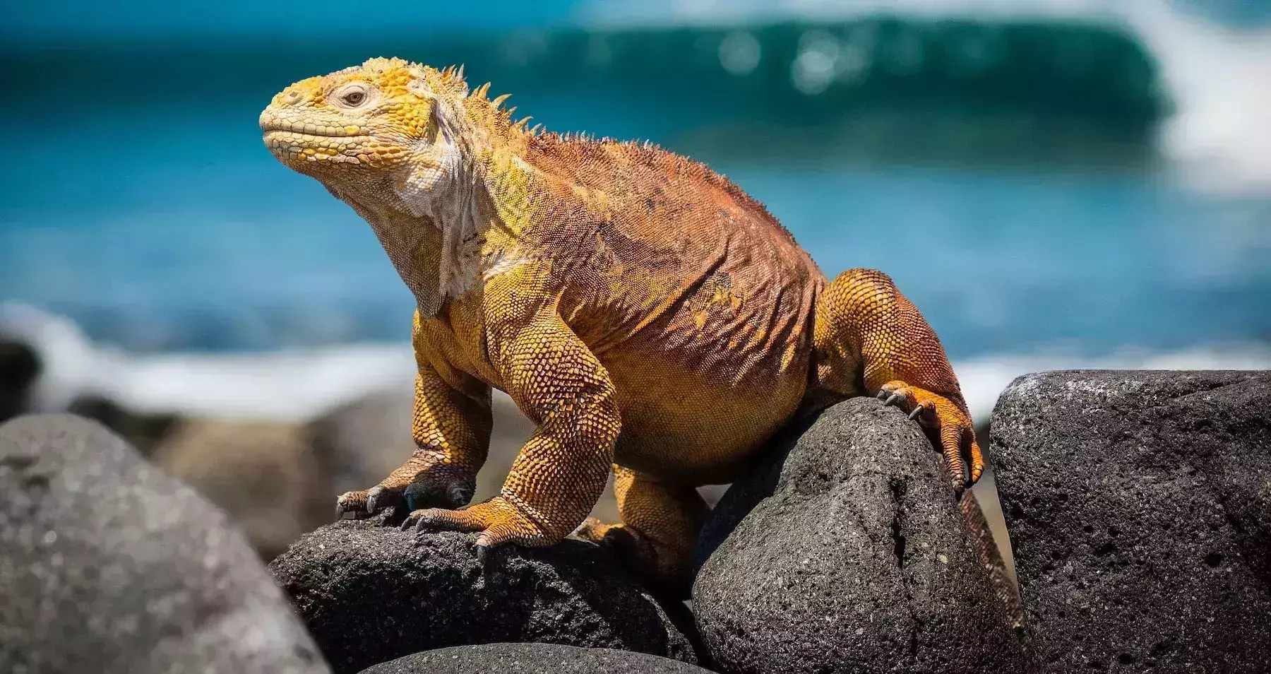 How to Visit the Galapagos Islands in 2020