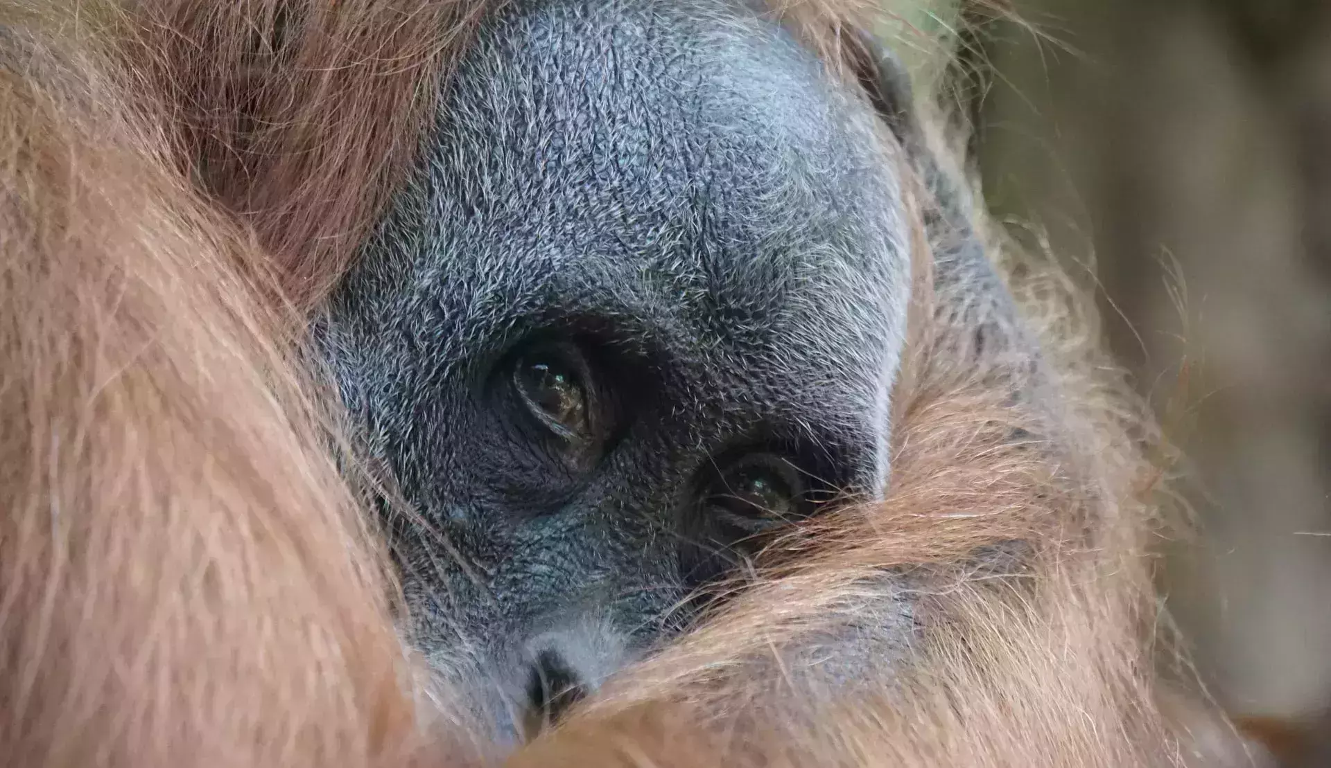 How to Visit Sumatra Indonesia Rainforest