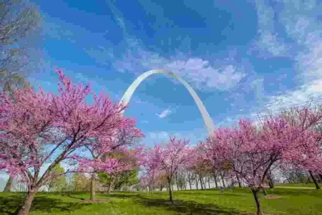 japanese cherry blossom festival
