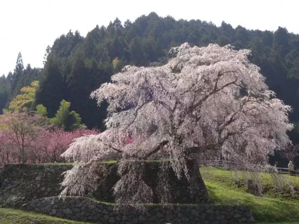 japanese cherry blossom festival