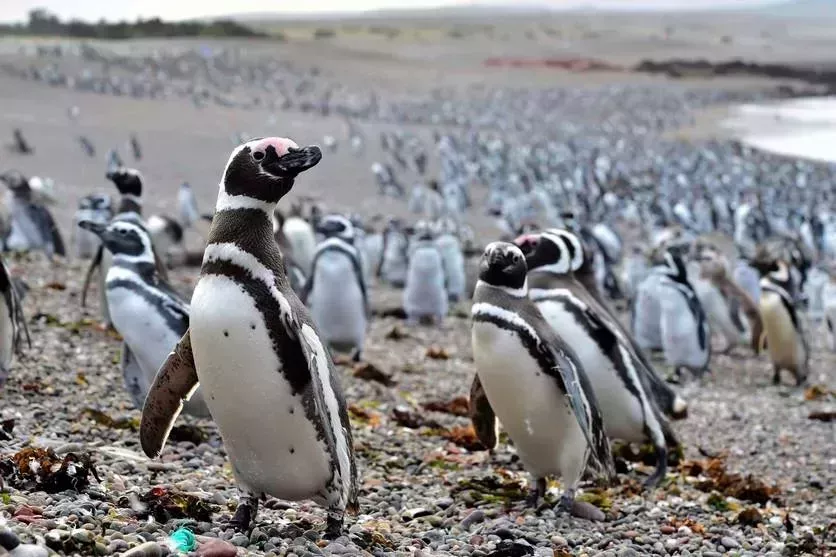 argentina national park