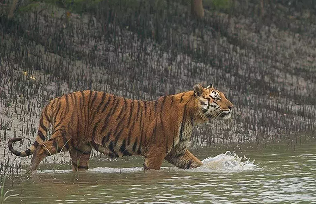 Sundarbans