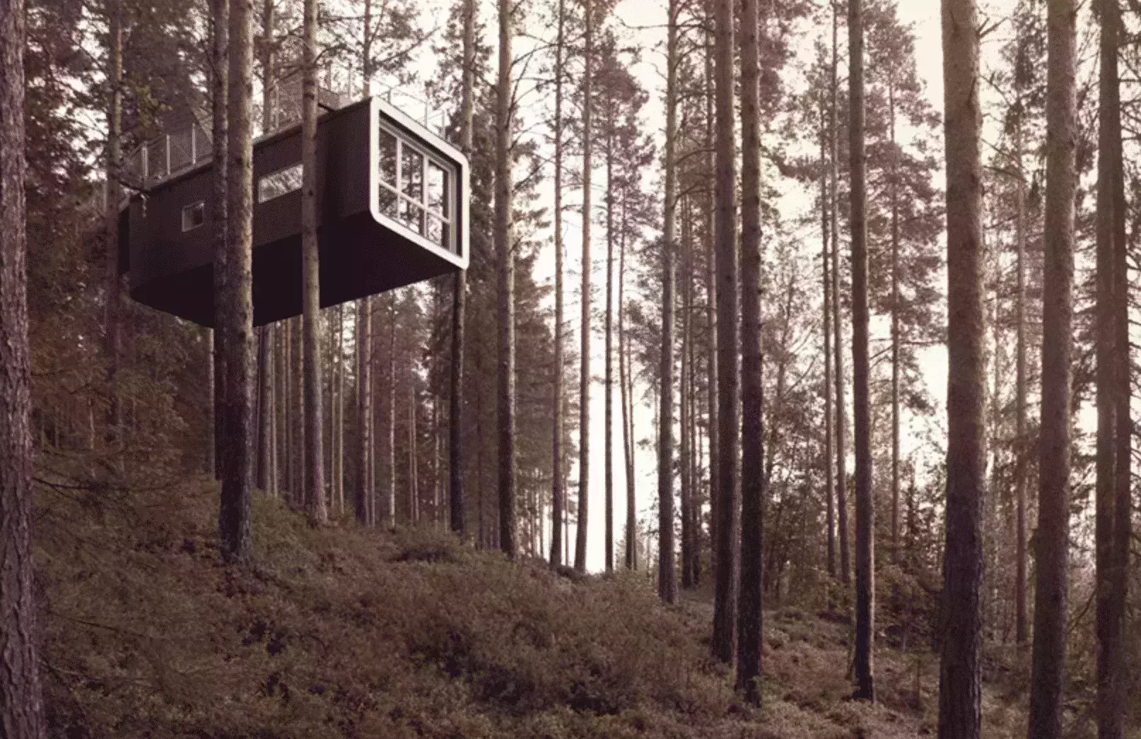 Treehouse for rent