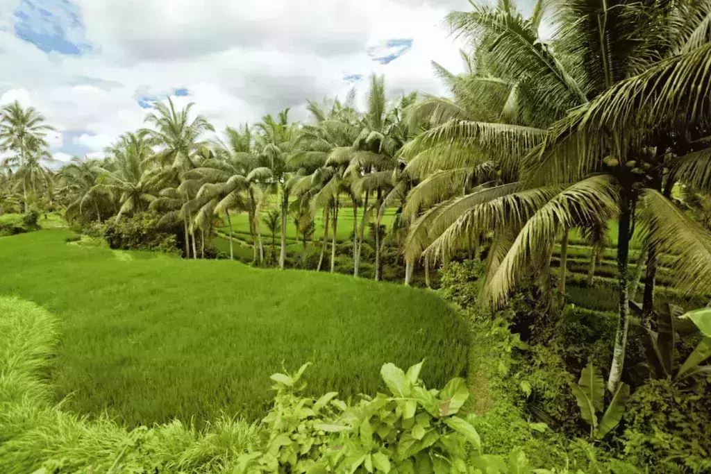Ubud eco cottage glamping