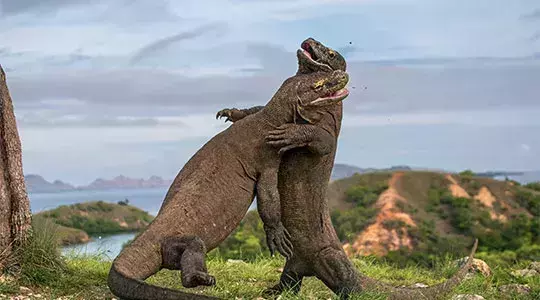 Parque Nacional de Komodo