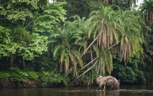 Les 7 faits les plus intéressants de Congo