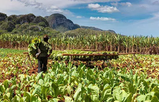 Les plantations de tabac dans la Vallée de Vinales
