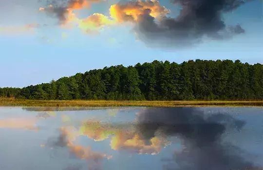 Pine Barrens