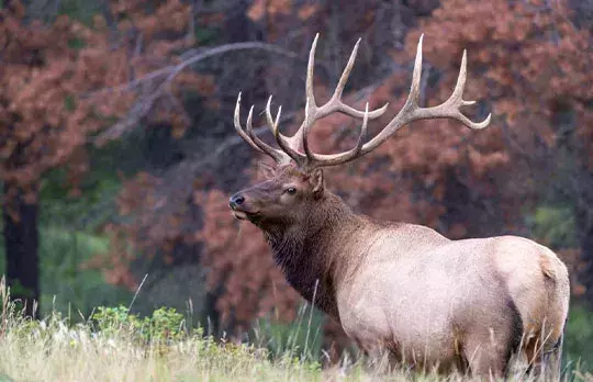 Elk Scenic Drive