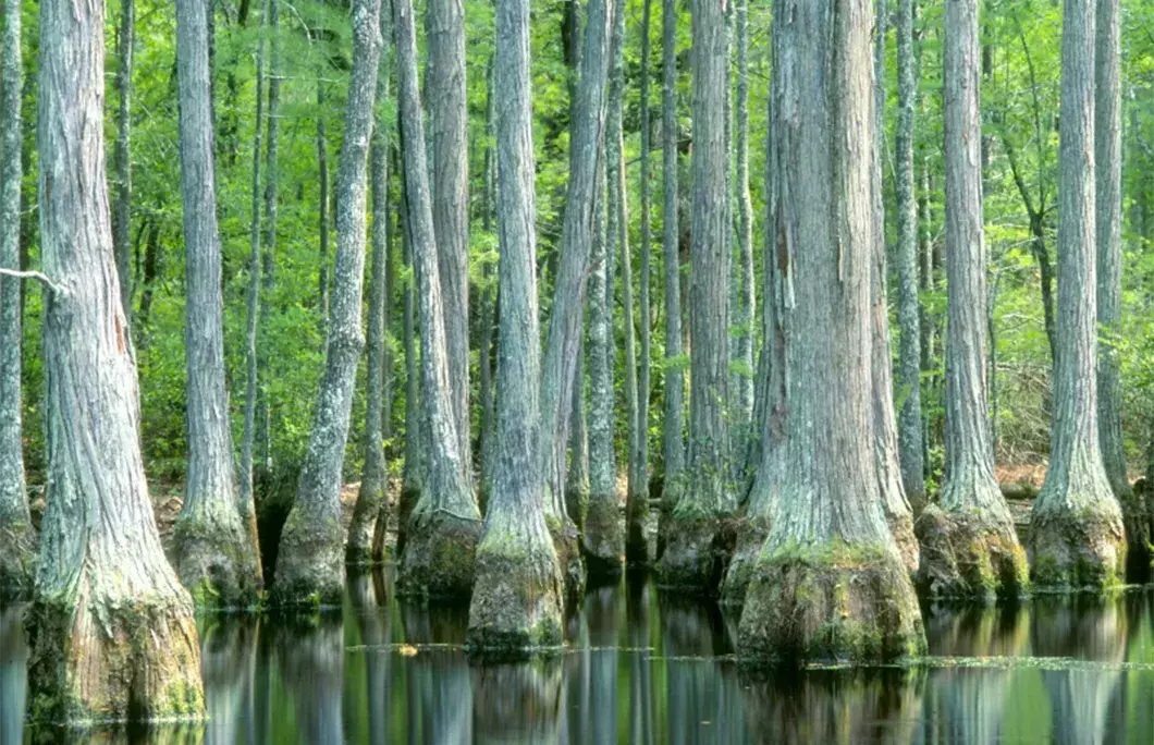 Savannah River Scenic Byway