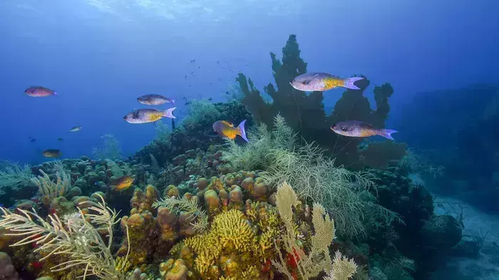 snorkeling in the US Virgin Islands