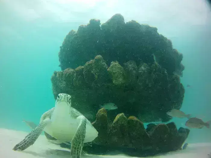 best places snorkeling Alabama