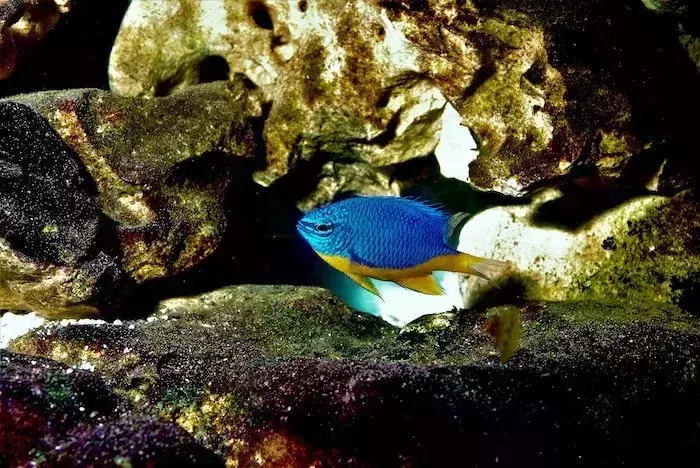 Best Snorkeling Destinations in Florida 
